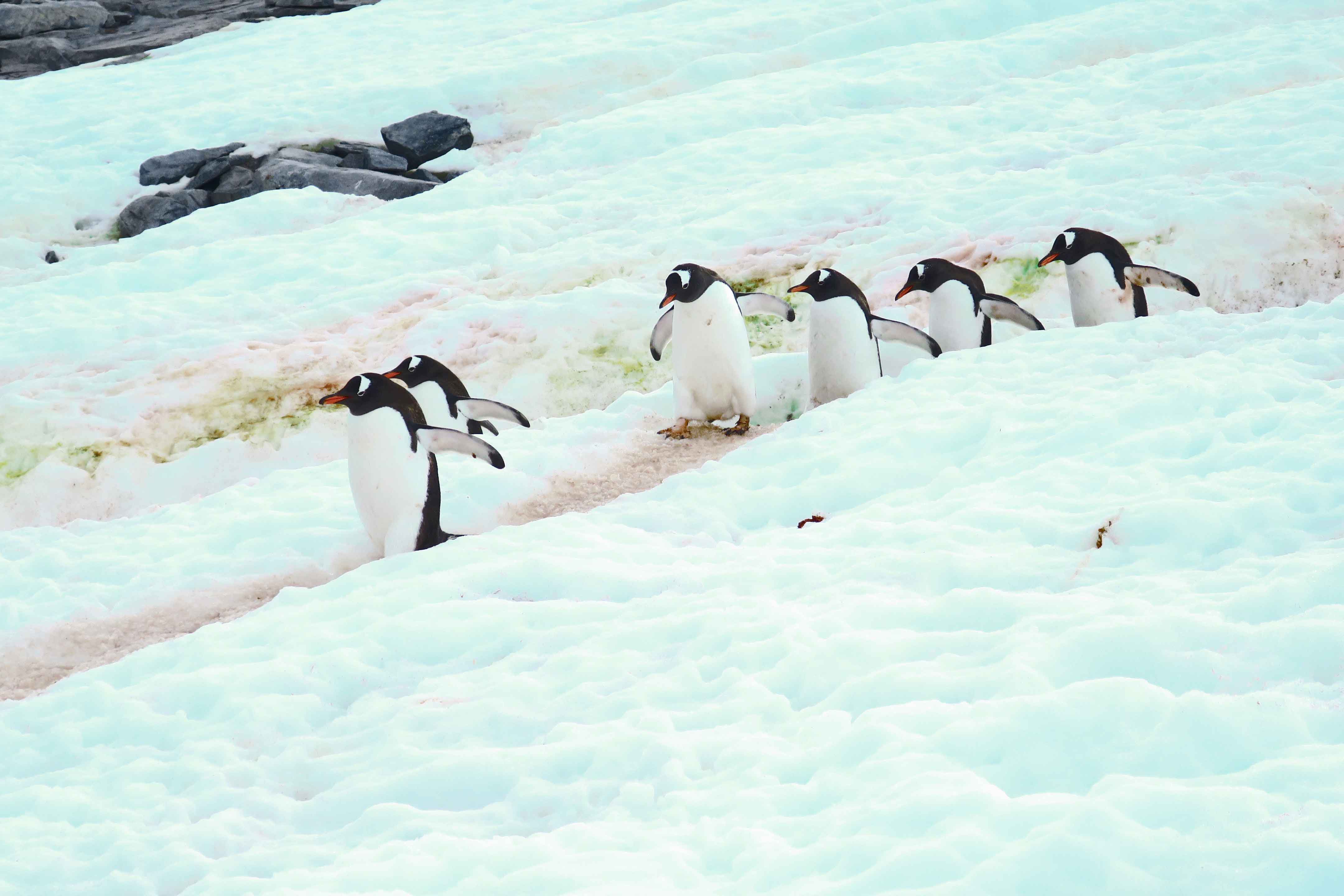 鳥道を行くペンギンの列