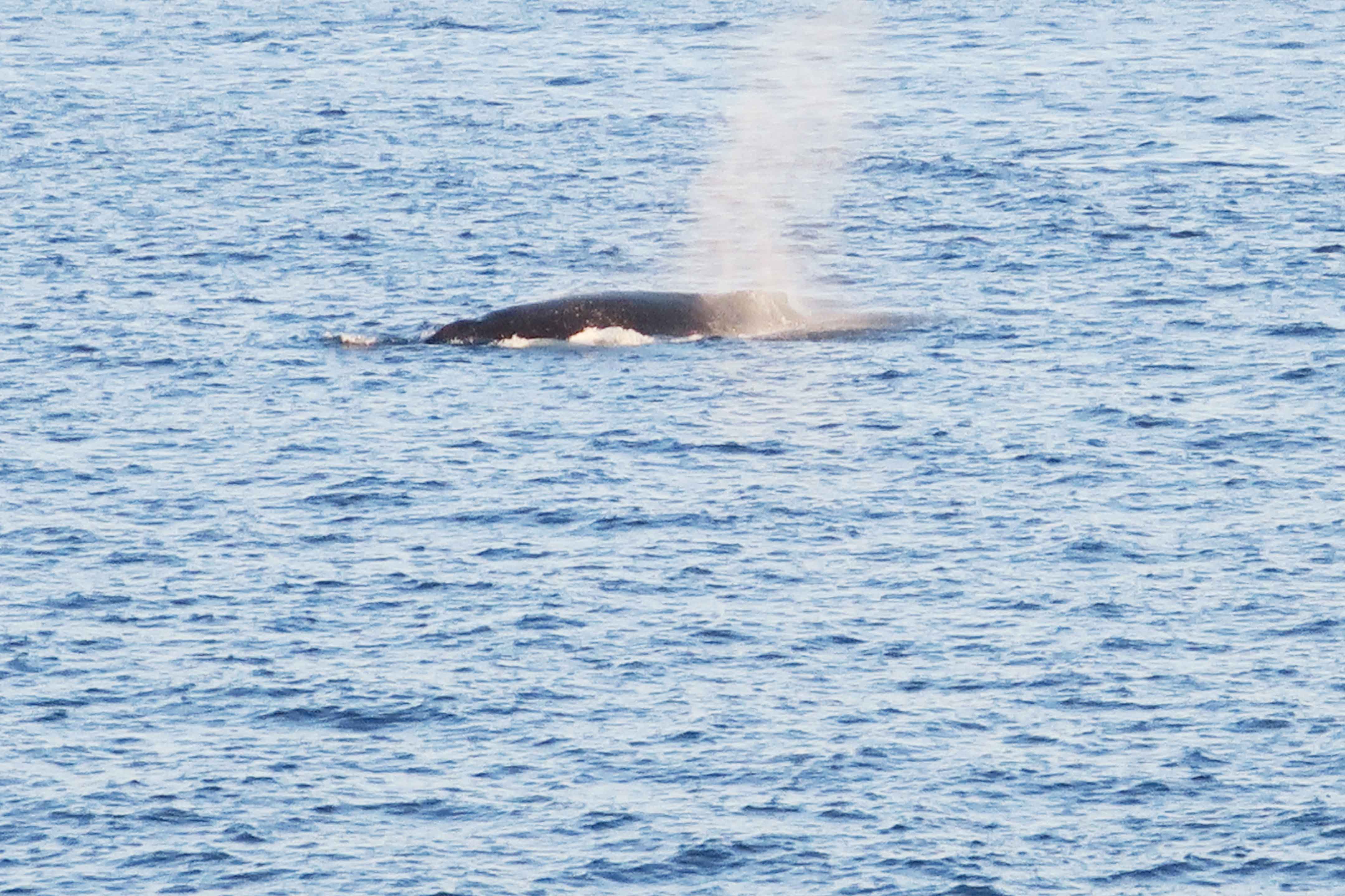 クジラが船の側を通過